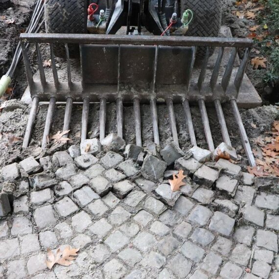 Knikmops-Tegelriek